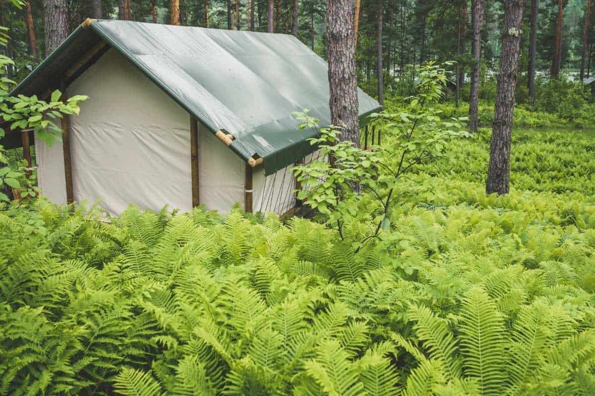 How to Legally Live in the Woods