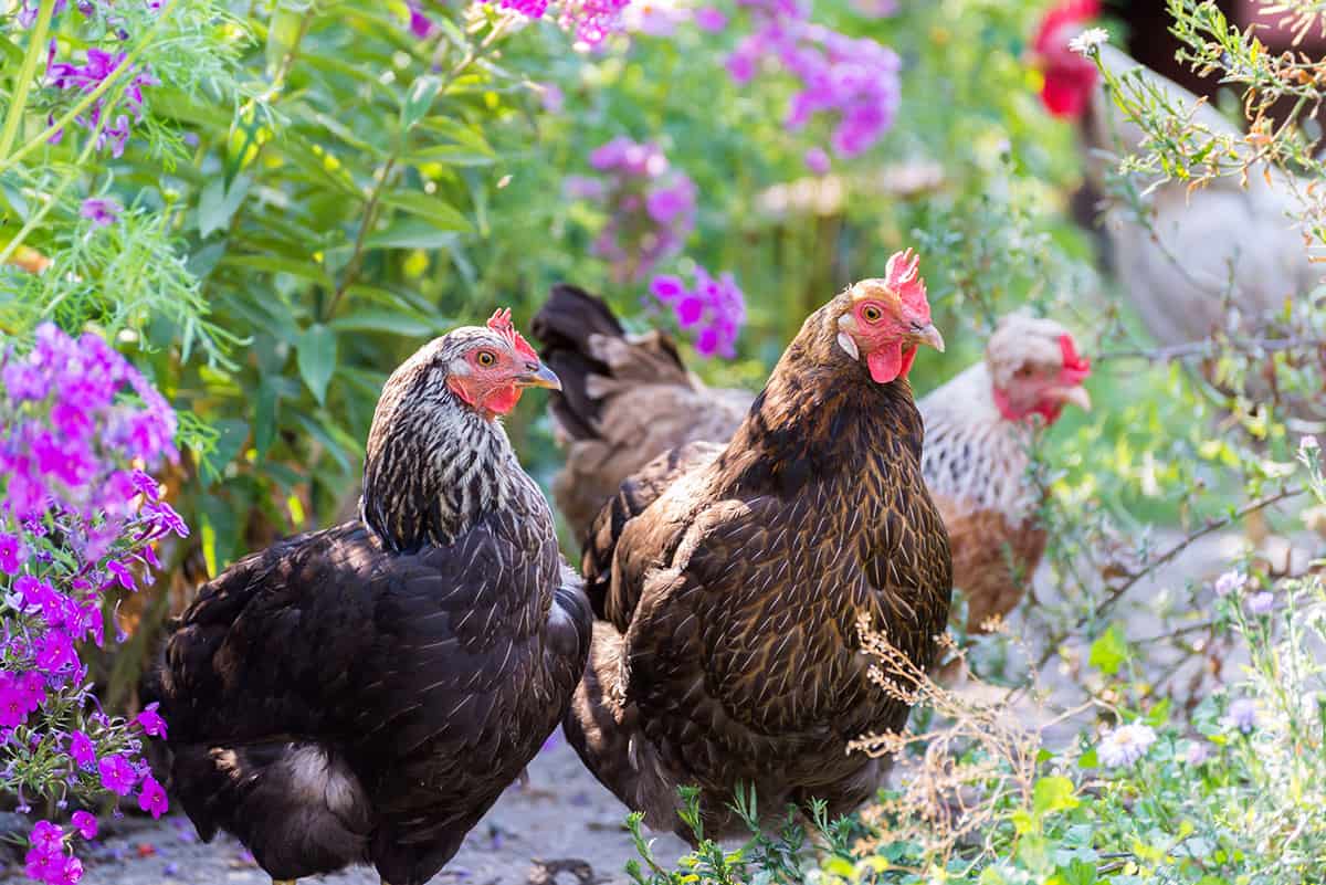 Backyard chickens