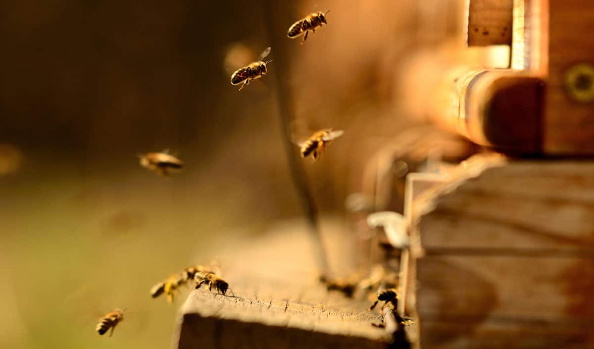 Bees at hive