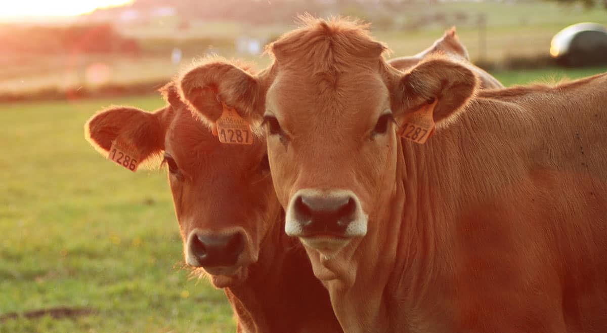 Cattle