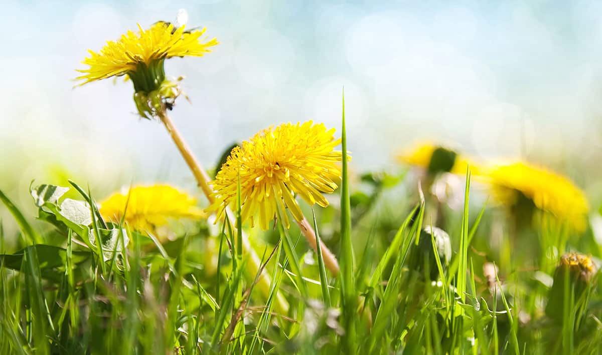 Dandelion