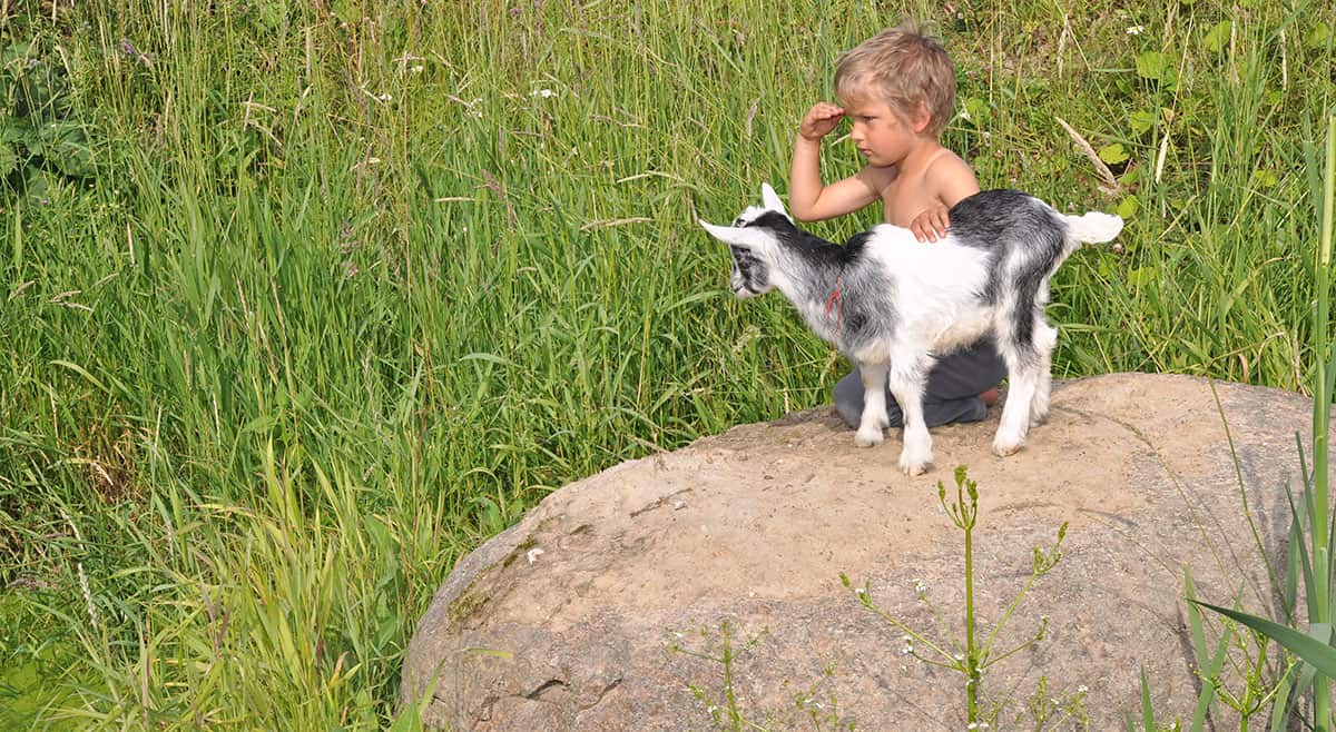 Boy and goat