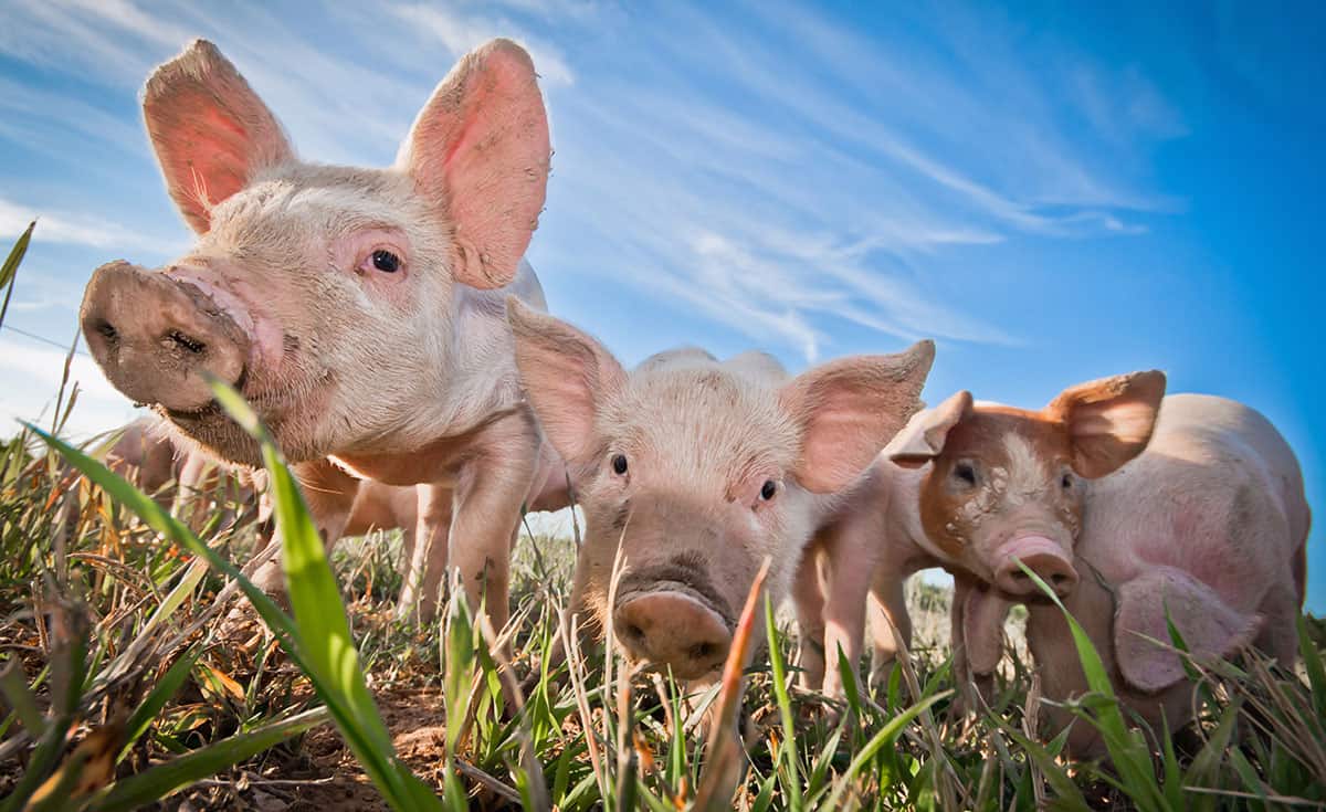 Pigs