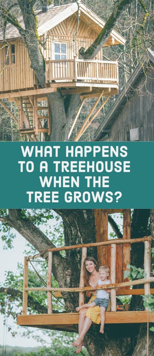 What Happens to a Treehouse When the Tree Grows? - Freedom Residence