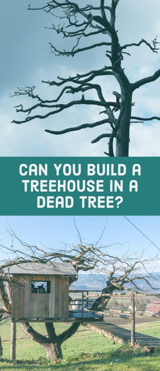 Can You Build a Treehouse in a Dead Tree? Freedom Residence