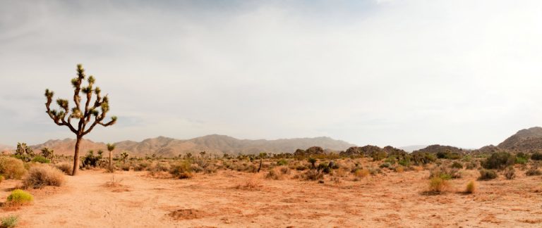 Pros and Cons of Living in a Desert