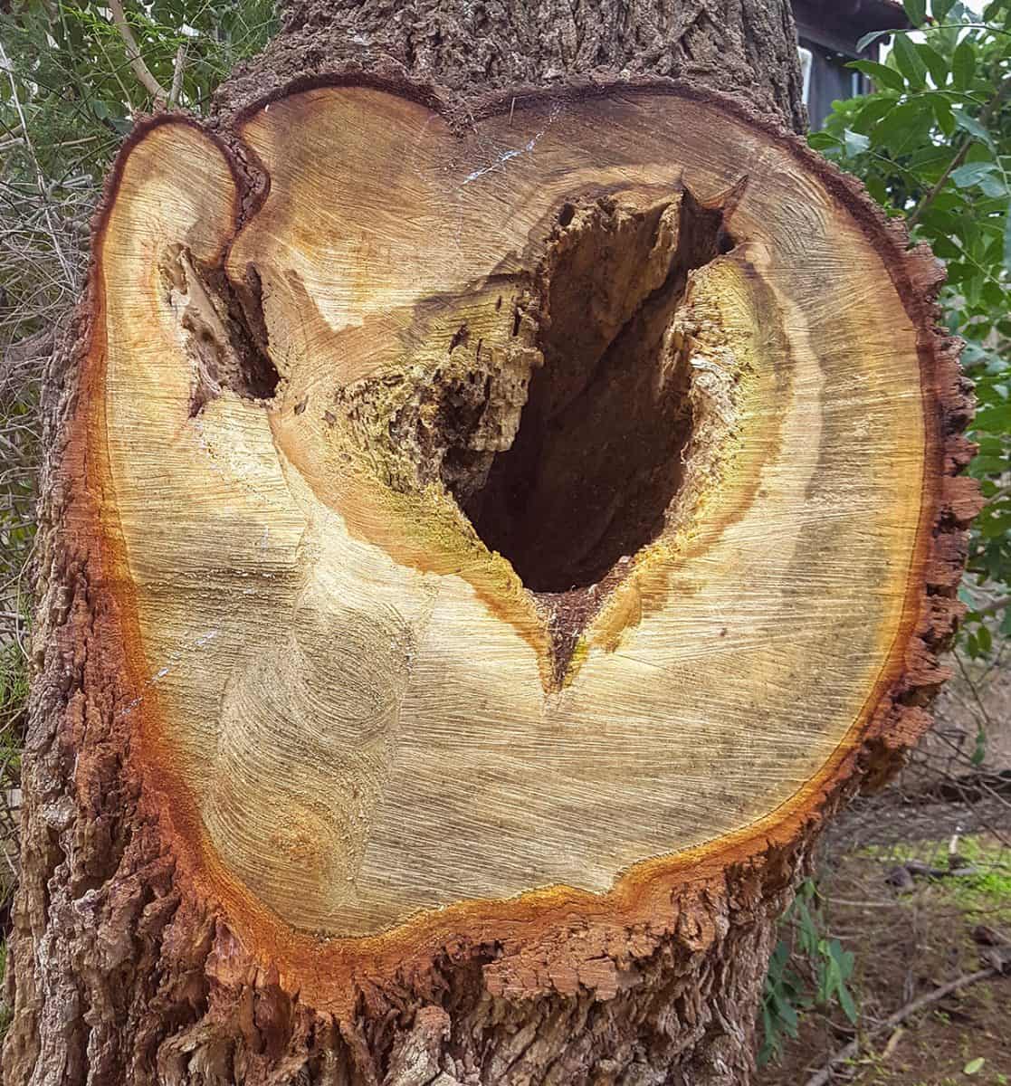 Heartwood rot