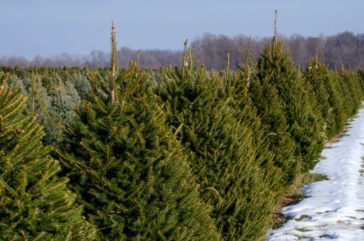 Christmas Tree Farm