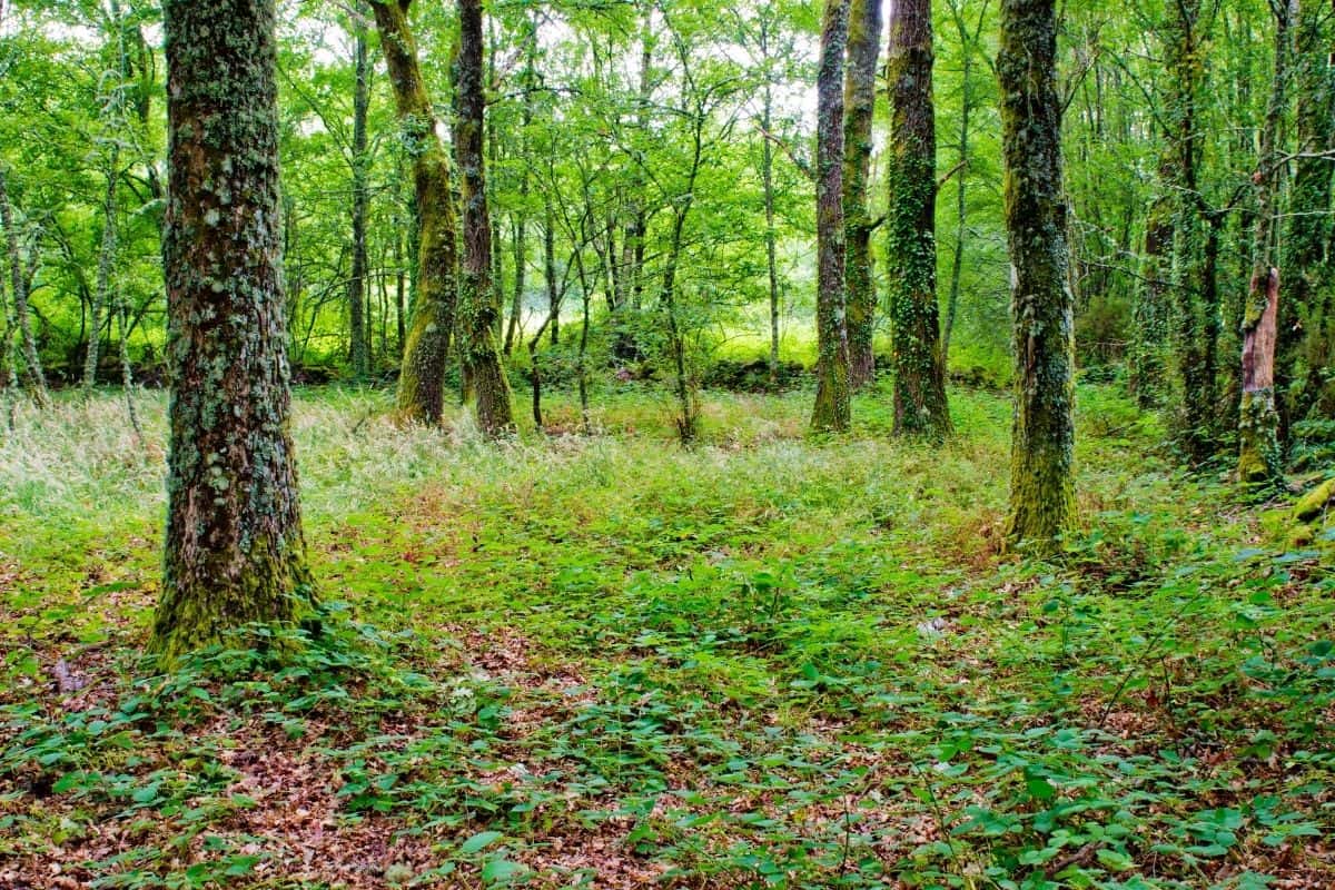 Horse CHestnut wood