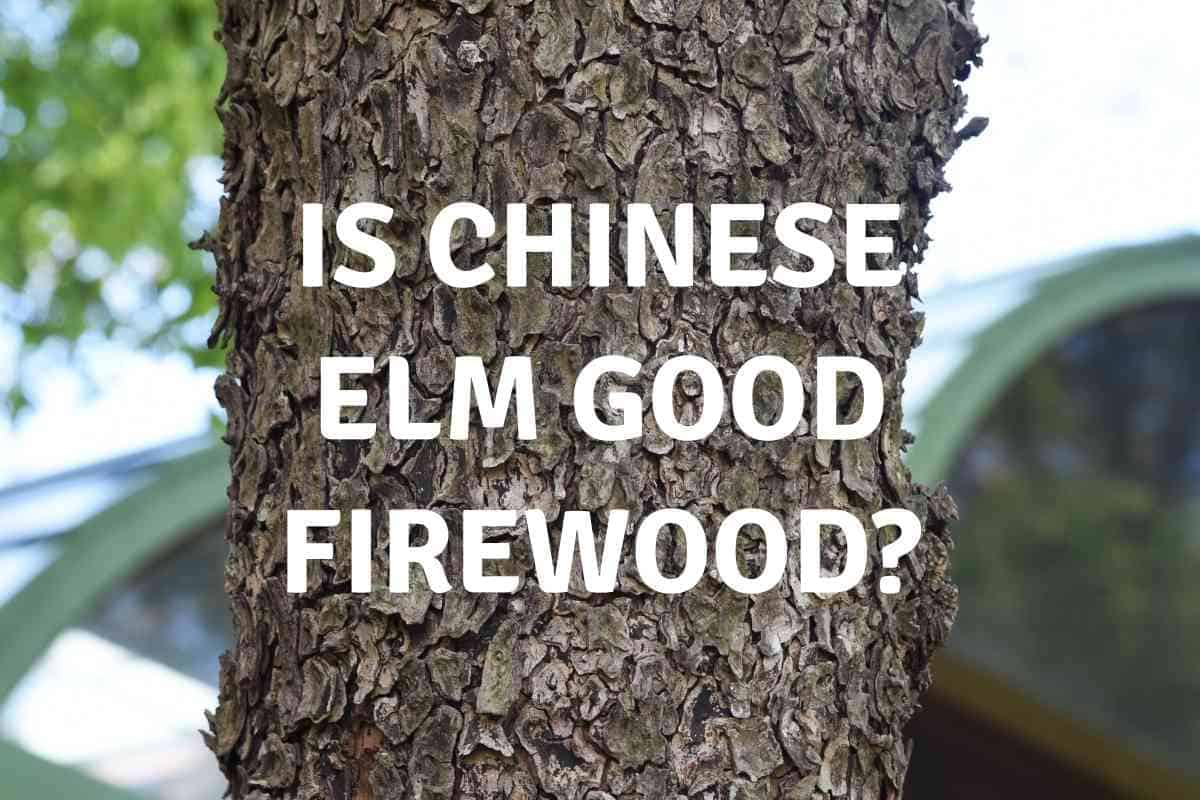 Is Chinese Elm Good Firewood?