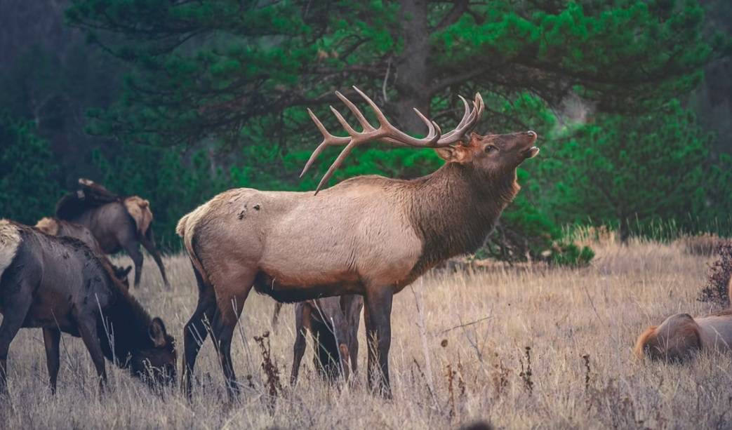 group of elk in forest