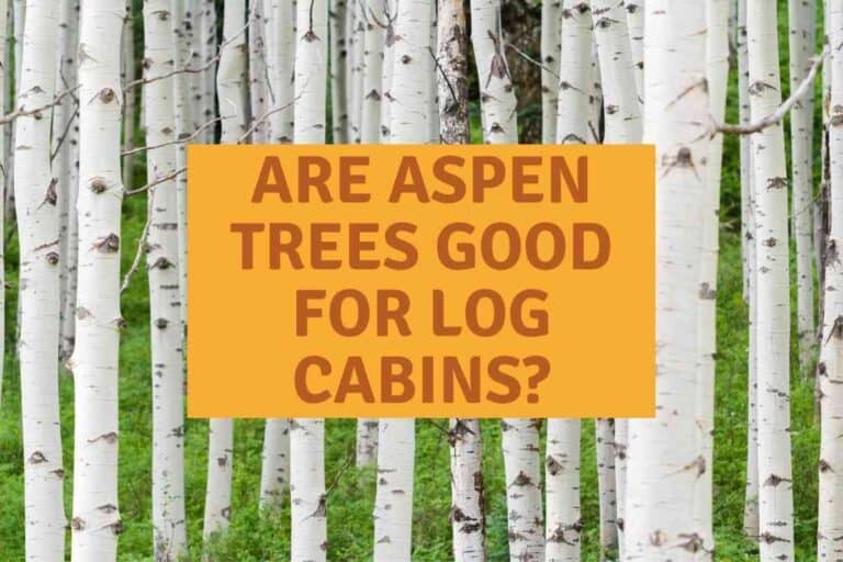 Are Aspen Trees Good For Log Cabins? [And What Is Better?]