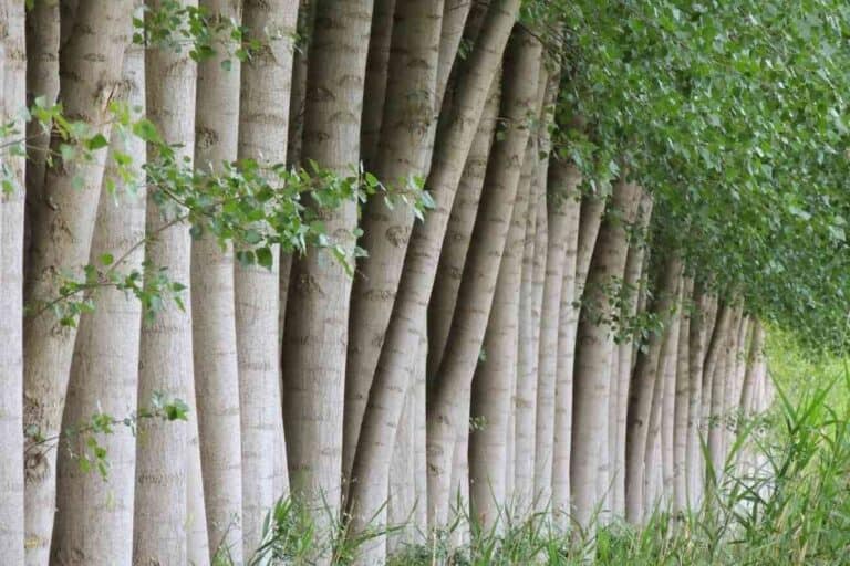 Are Poplar Logs Good For Log Cabins? [And Why?!] Freedom Residence