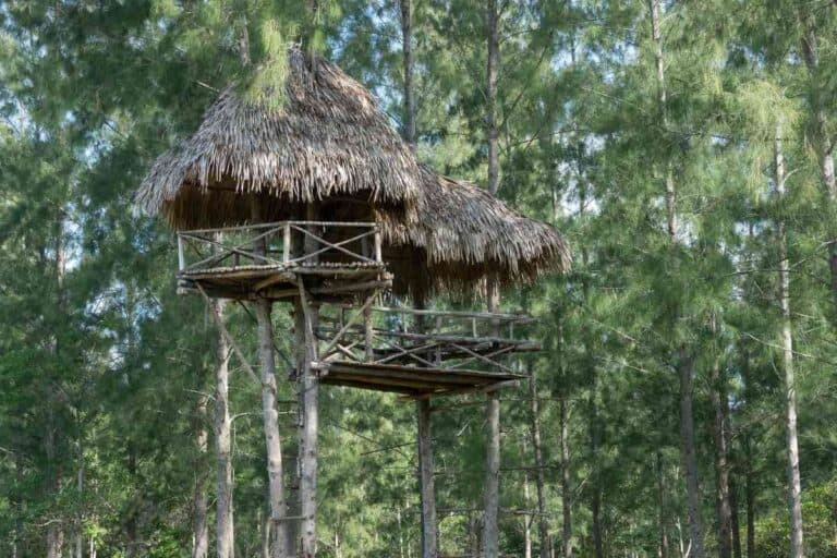 How Do Treehouses Stay Up? [The Unobvious Answer!]