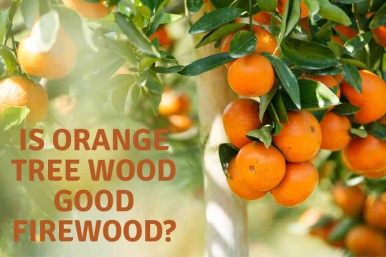 Is Orange Tree Wood Good Firewood?