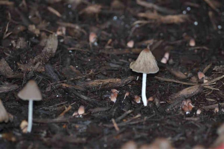 What Is Mushroom Compost? [Contents, Uses, Pros, and Cons]