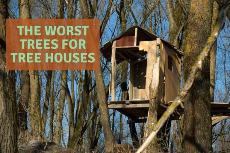 Worst Trees For Treehouses The Ultimate Guide! Freedom Residence