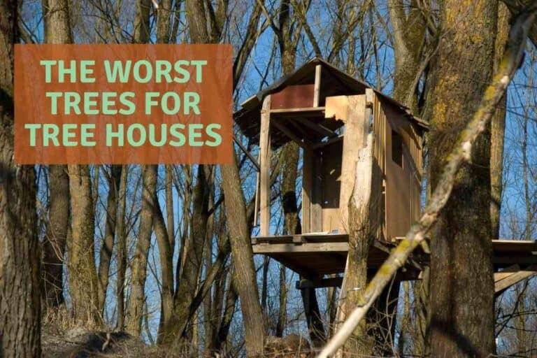 Worst Trees For Treehouses: The Ultimate Guide!