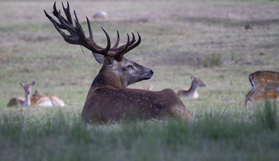 elk sitting on grass