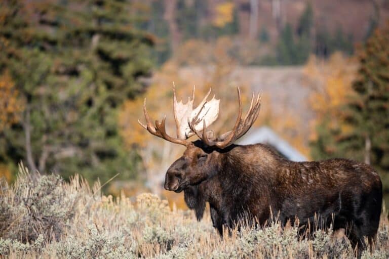 Elk Compared to Moose: A Detailed Comparison