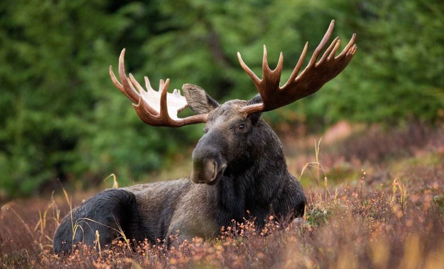 moose resting