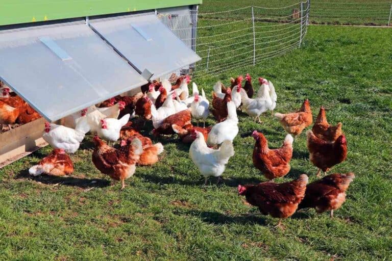 5 Creative Ways To Make Money On 10 Acres Of Land Freedom Residence