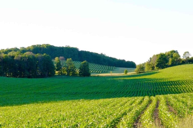How Much Money Can You Make Farming 1,000 Acres?