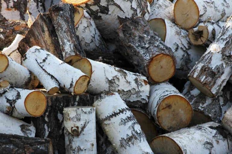 Pros And Cons Of Using Birch Wood For Firewood