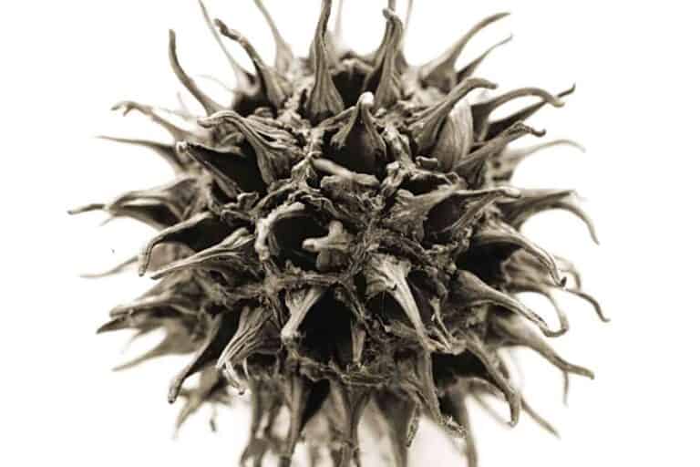 Can You Use Sweet Gum For Firewood? Answered! Freedom Residence