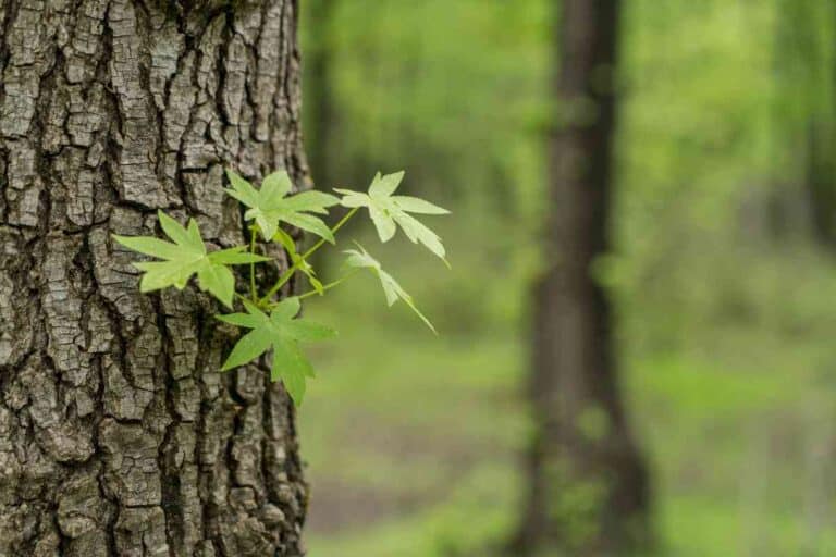Can You Use Sweet Gum For Firewood? Answered!