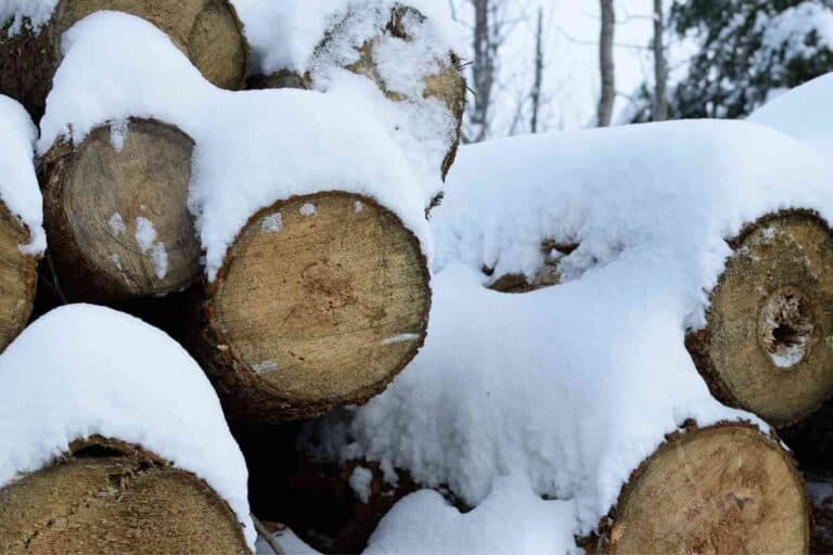 Does Basswood Make Good Firewood? How To Use It Right Freedom Residence