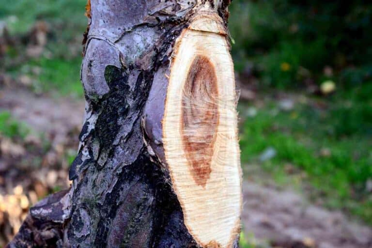 is-apple-wood-good-for-firewood-from-orchard-to-wood-burning-stove