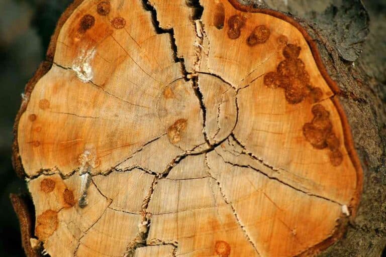 Is Apple Wood Good For Firewood From Orchard To Wood Burning Stove the-meaning-and-symbolism-of-the-word-firewood