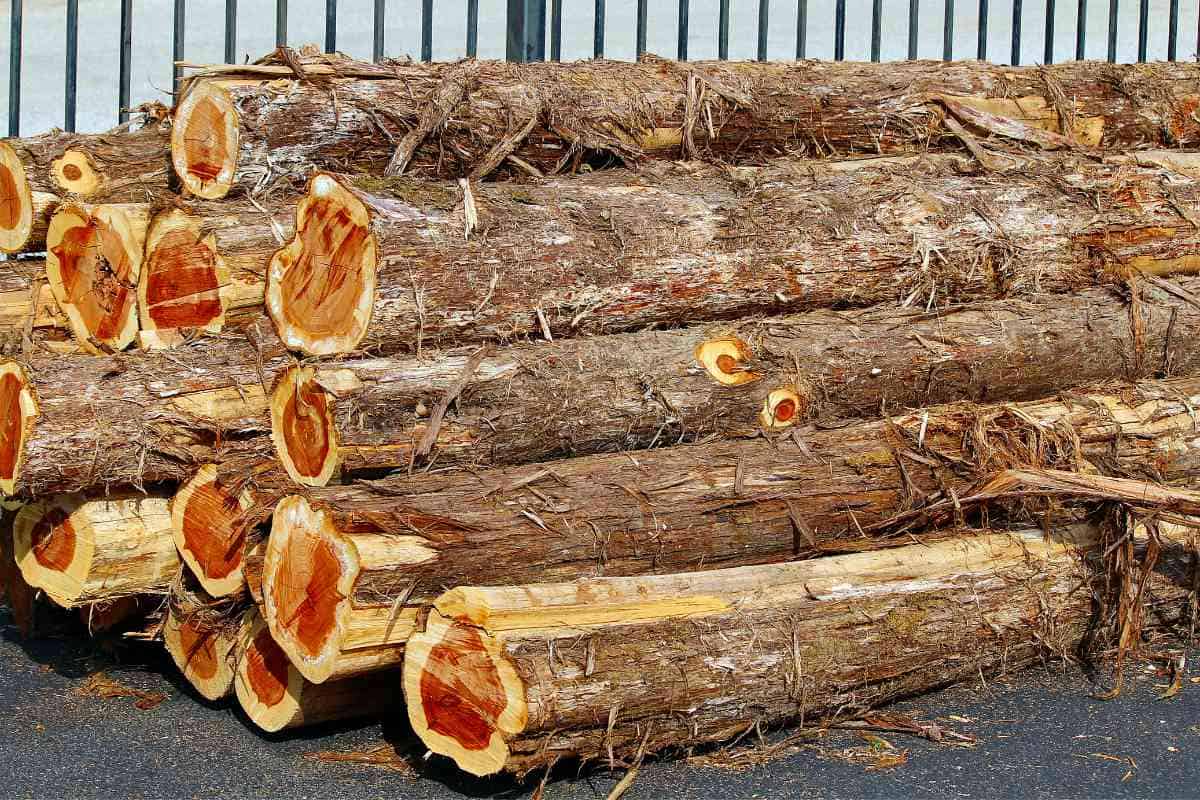 Is Cedar Wood Good For Firewood 1 