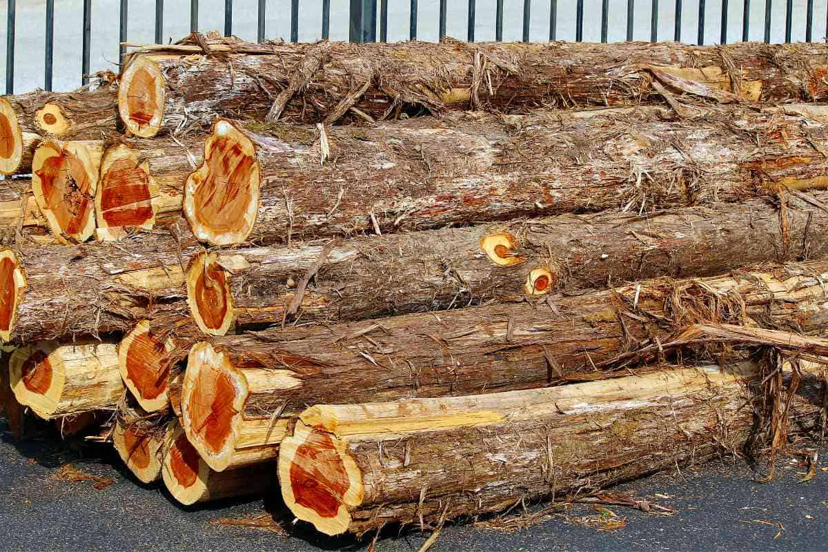 Is Cedar Wood Good For Firewood? (Avoid This Mistake!) Freedom Residence