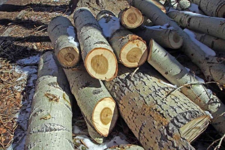 Poplar Firewood: Good or Not?
