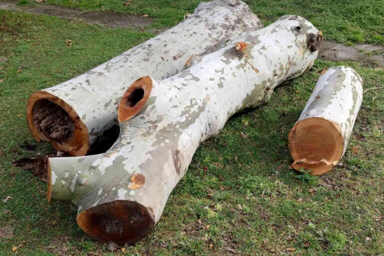 Is Sycamore Good Firewood? Consider This First! Freedom Residence