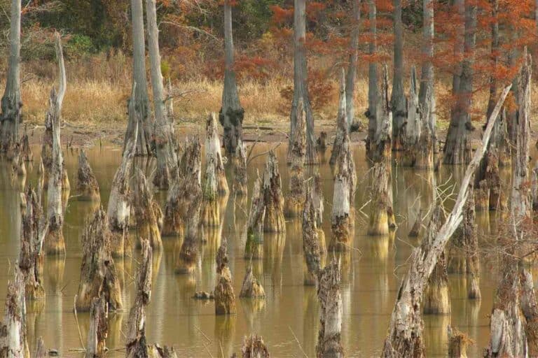 Is Cypress Wood Good For Firewood? How To Burn Cypress The Right Way