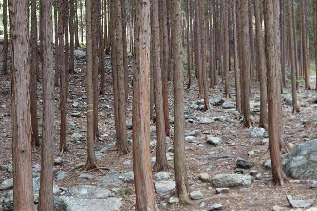 Is Cypress Wood Good For Firewood? How To Burn Cypress The Right Way