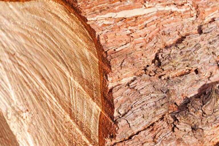 Using Pine For Firewood Red vs. Yellow vs. White vs. Jack Pine For