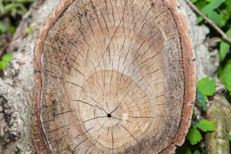 Using Walnut For Firewood Tips To Make The Most Of It Freedom Residence