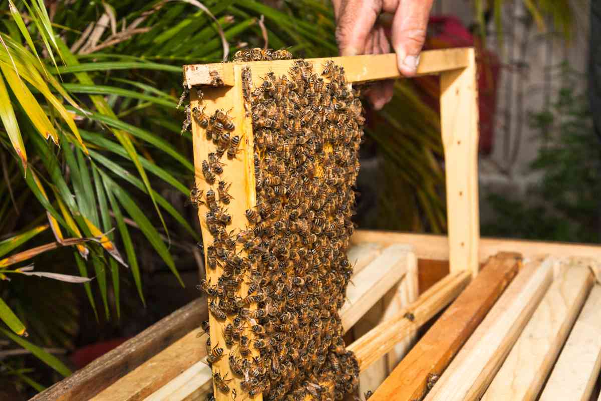 How To Make Money Off Just 1 Beehive Freedom Residence