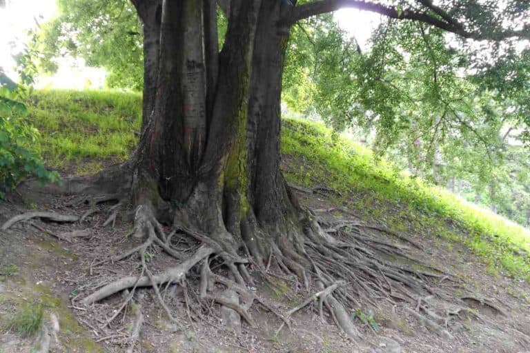 Hackberry Firewood (Use It The Right Way!) Freedom Residence