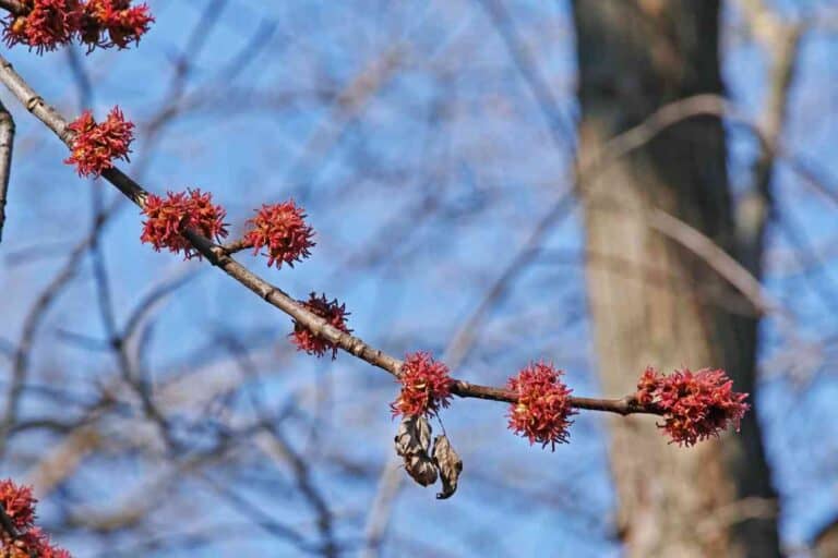 Is Silver Maple Good For Firewood? Answered! Freedom Residence