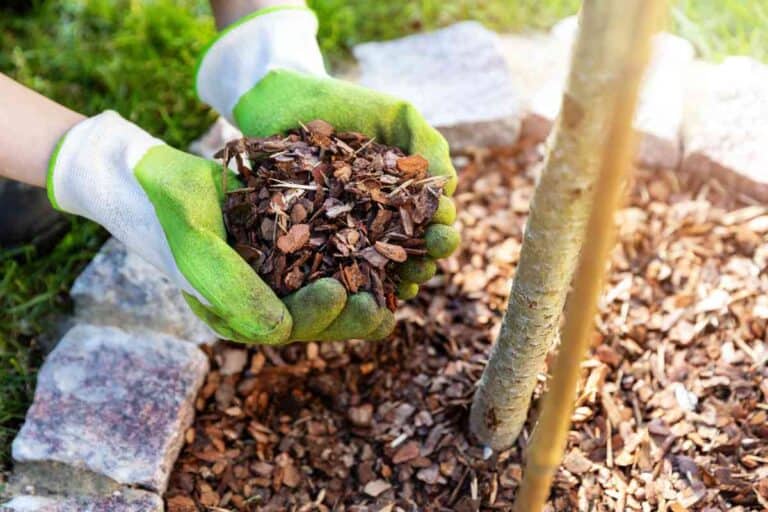 4 Things To Consider Before You Light Mulch On Fire